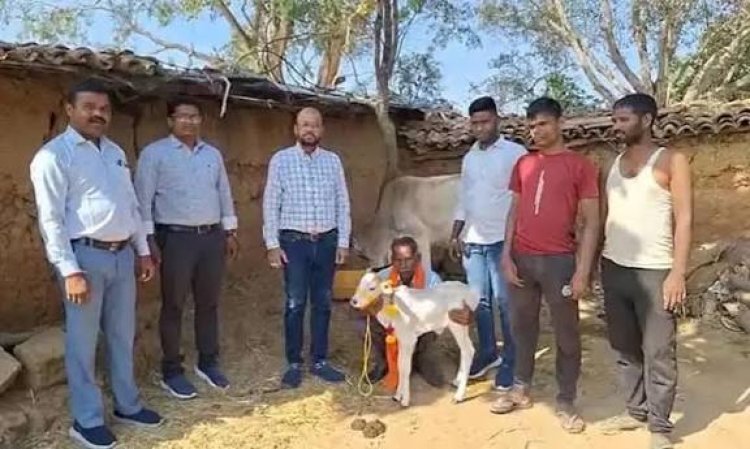 जशपुर में पहली बार पुंगनूर बछिया का जन्म, जिले के लिए ऐतिहासिक उपलब्धि