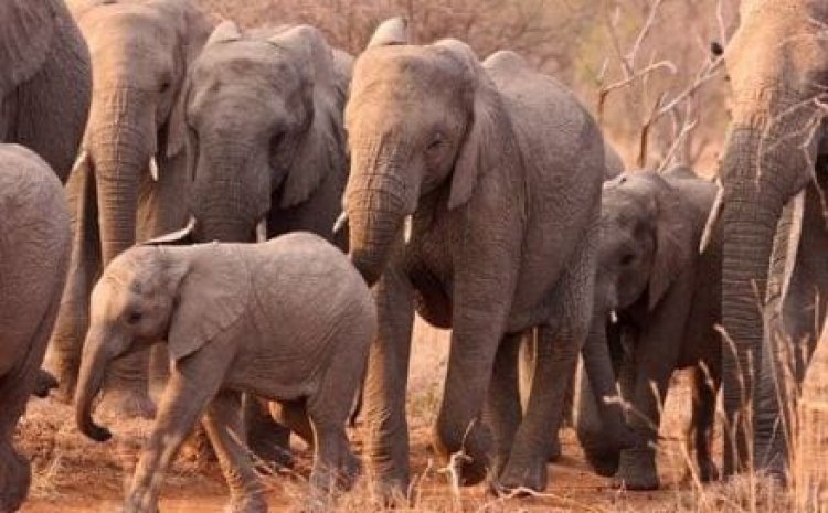 CG – कोरबा में दंतैल हाथियों ने उत्पात मचाते हुए ढहाया मकान, ग्रामीणों में भारी दहशत पढ़े पूरी ख़बर