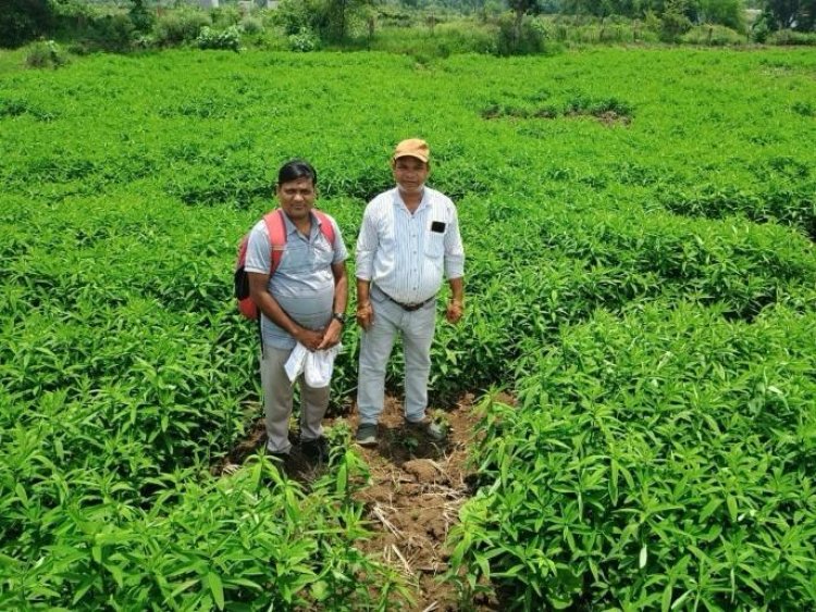 जैविक खेती ने बदली तस्वीर : मूलचंद बंजारे ने वैज्ञानिक पद्धति अपनाकर बढ़ाया उत्पादन, कीट-रोग से मिली राहत….