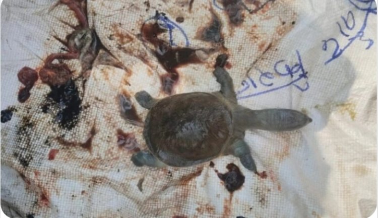 रतनपुर महामाया मंदिर कुंड में फिर चार कछुए की संदिग्ध मौत, कुंड के जल में तैरते मिले शव