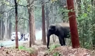 सड़क में आवागमन रोका हाथियों ने, रायगढ़ में फसल भी बर्बाद कर रहे