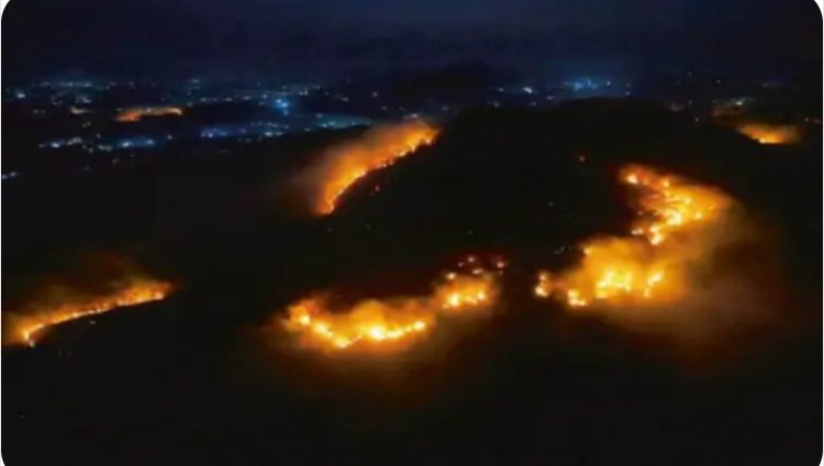 महुआ के लिए जल रहे जंगल-पहाड़: छत्तीसगढ़ की हरियाली पर दावानल का साया, महुआ बीनने के लिए लगाई जा रही आग