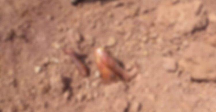 जमीन में दफन मिली युवक की लाश, शव के हाथ और पैर बाहर आने से खुले राज, इलाके में मचा हड़कंप