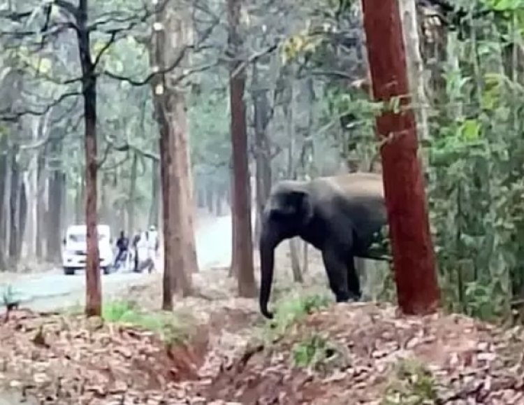 सड़क में आवागमन रोका हाथियों ने, रायगढ़ में फसल भी बर्बाद कर रहे