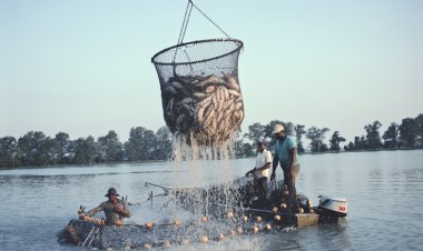 समुद्री खाद्य निर्यात में उछाल, इन देशों में हो रहा सबसे ज्यादा निर्यात