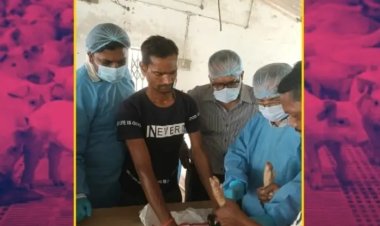 CG ASF VACCINE TRIAL : सुअरों की मौत रोकने का फॉर्मूला?