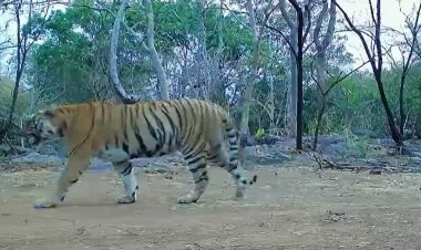 उदंती-सीतानदी में बाघिन की दस्तक, टाइगर रिजर्व के सुनहरे भविष्य की जगी उम्मीद