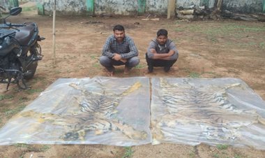 वन विभाग की बड़ी कार्रवाई, दो बाघ की खाल के साथ दो तस्कर गिरफ्तार