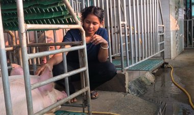 सफलता की कहानी : आधुनिक सूकरपालन से स्वरोजगार: 400 से अधिक सूकरों के साथ ग्रेसी ने लिखी सफलता की नई इबारत