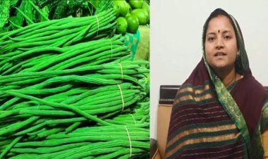मुनगा बनेगा सुपोषित छत्तीसगढ़ का आधार : राजवाड़े