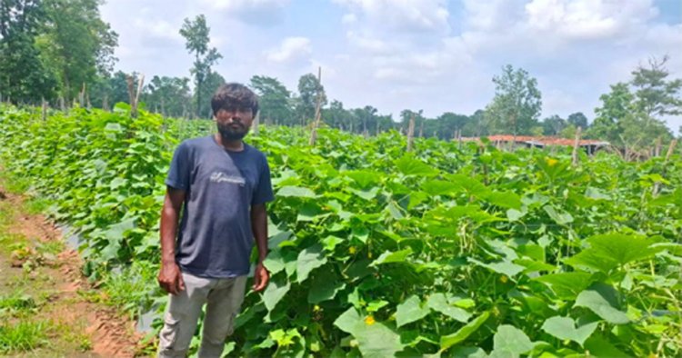 उद्यानिकी विभाग की योजना से बदली कमार कृषक की तकदीर, खीरे की वैज्ञानिक खेती बनी वरदान