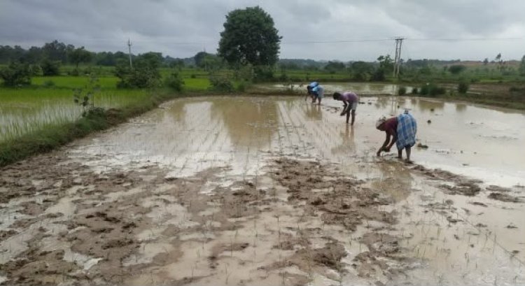 खरीफ सीजन में खेती-किसानी ने पकड़ी गति, राज्य में 20.14 लाख हेक्टेयर में धान, कोदो, कुटकी, रागी, तिल, मूंगफली सहित विभिन्न फसलों की बोनी