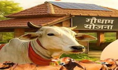 निराश्रित गौवंश संरक्षण के लिए राज्य सरकार की बड़ी पहल, गौधाम योजना का बढ़ रहा दायरा