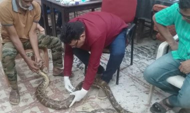 गंगरेल के जंगलों से गहरे जख्मों के साथ रेस्क्यू हुआ अजगर