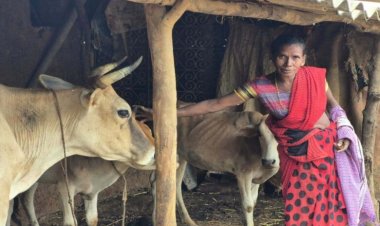 5 काम एक साथ, सालाना 1.50 लाख से ज्यादा कमाई: बस्तर की रैबाली ने बदली खेती की तस्वीर; बकरी, गाय, मुर्गीपालन के साथ सुगंधित धान-सब्जियों से मुनाफा