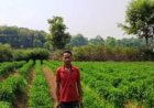 सेवा संकल्प अभियान : मिर्च की खेती बनी आय का आधार