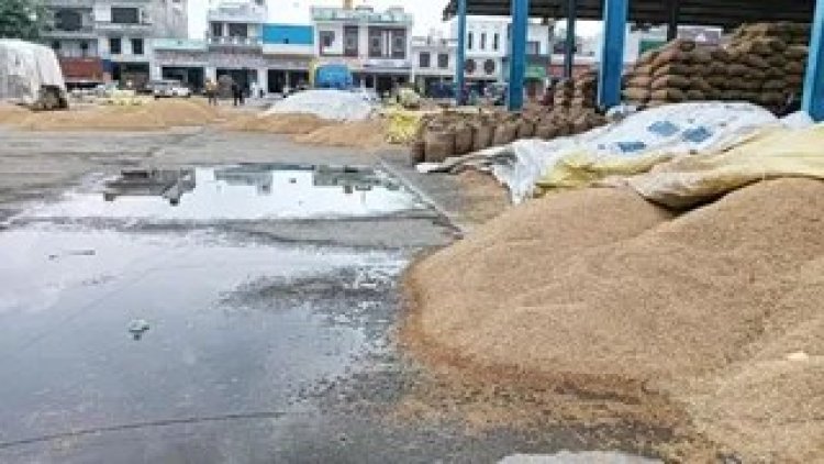 CHHATTISGARH: 488 करोड़ के धान पर बारिश का खतरा! 114 केंद्रों में खुले में पड़ा 1.57 लाख टन अनाज