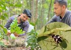 छत्तीसगढ़ के जंगल में मिली दुर्लभ मकड़ी ‘Mangora baii’, चीन के बाद भारत में पहली बार दर्ज हुई मौजूदगी