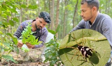 छत्तीसगढ़ के जंगल में मिली दुर्लभ मकड़ी ‘Mangora baii’, चीन के बाद भारत में पहली बार दर्ज हुई मौजूदगी