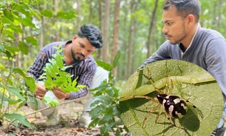 छत्तीसगढ़ के जंगल में मिली दुर्लभ मकड़ी ‘Mangora baii’, चीन के बाद भारत में पहली बार दर्ज हुई मौजूदगी